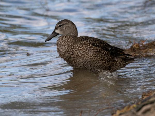 <h3><a href="/trips/Tucson_2023/biota/animalia/chordata/aves/007 anseriformes/003 anatidae/anas diazi/anas diazi-nl.html">Anas&nbsp;diazi</a> / Mexican&nbsp;duck / Mexicaanse&nbsp;eend</h3>OM-1 met M.300mm F4.0 + MC-14, 1/1600 sec  bij F5.6, ISO 640, afstand 15.2&nbsp;m
